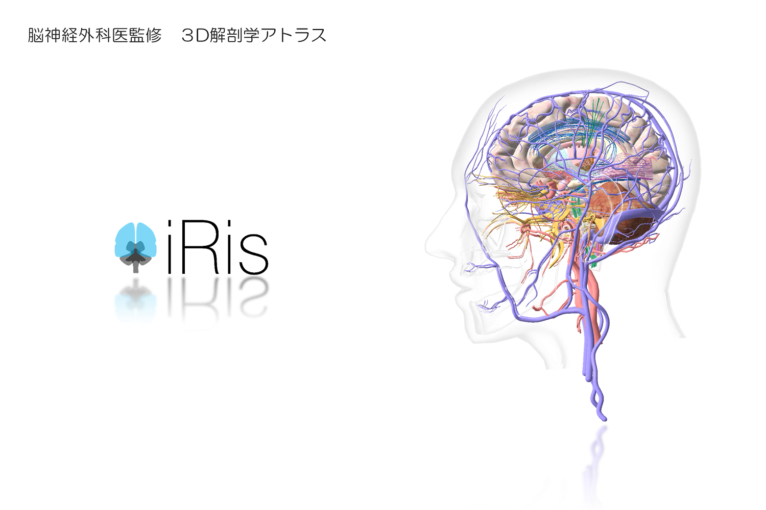 3d Anatomy Atlas Iris