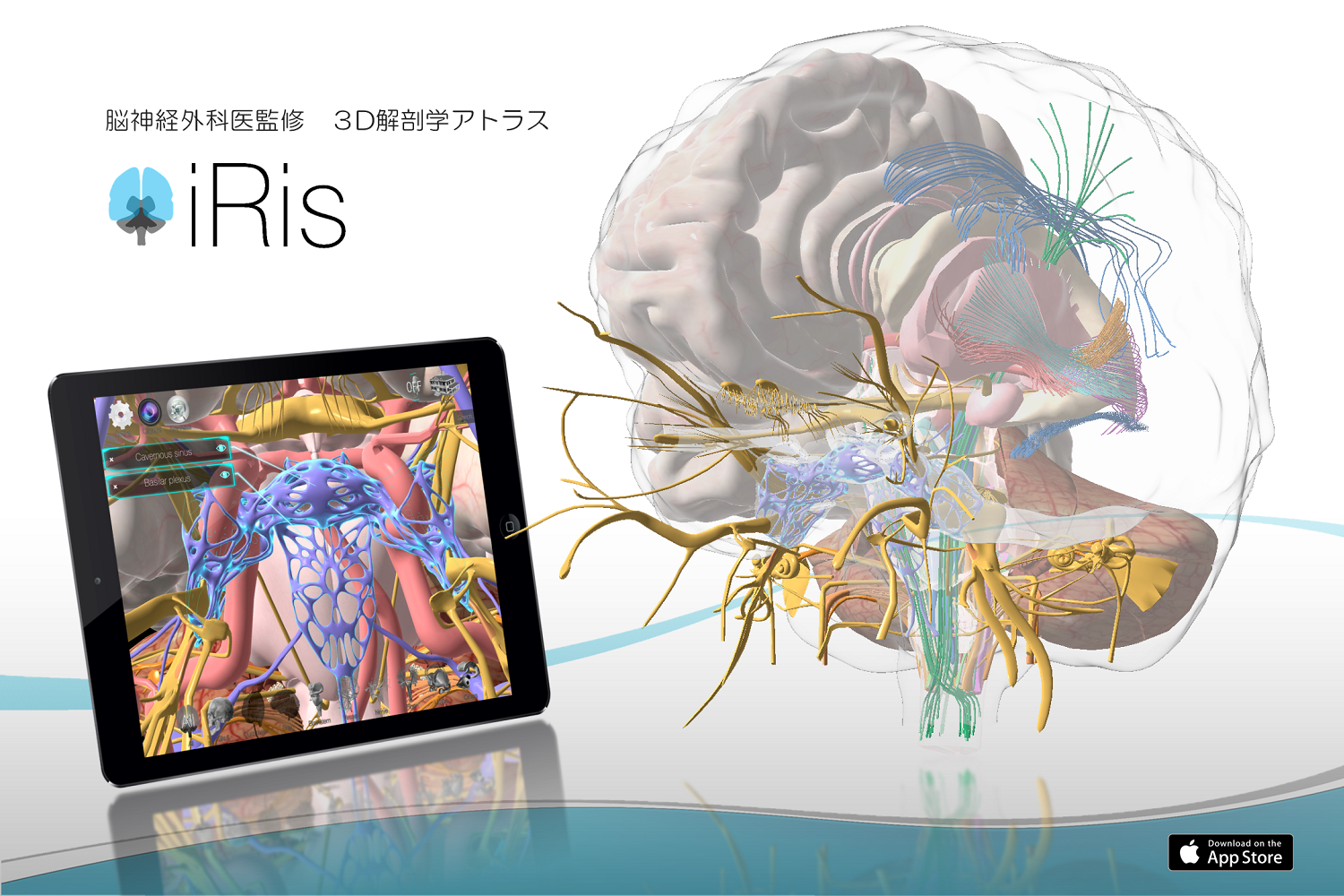 3D Anatomy Atlas: iRis